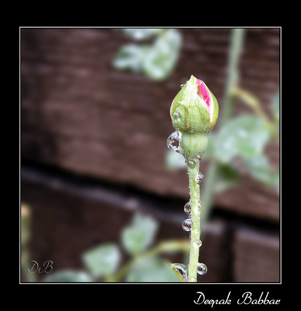 Rose bud and rain drops