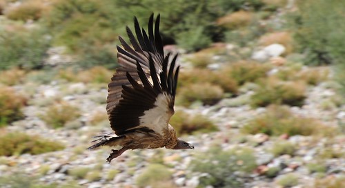 Himalayan vulture in flight (bya rgod ) | Like to see the pi… | Flickr