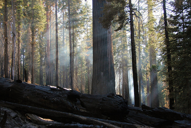 Still Smouldering, Sequoia National Forest, NE California
