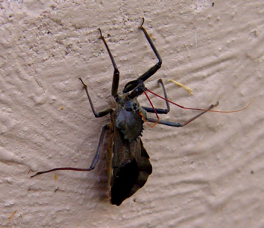 Kurwe Insect The Wheel Bug | Wheel bugs are rather uncommon. This fellow … | Flickr