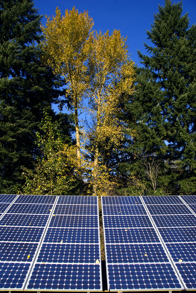 get panels trees solar for topping to clearance