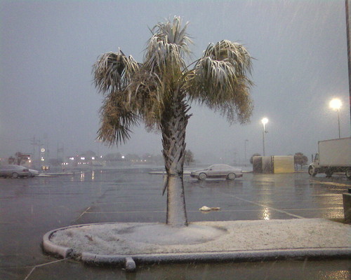 Snow covered palm tree