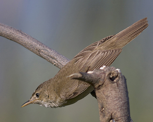 Rouxinol-pequeno-dos-caniços / Reed warbler