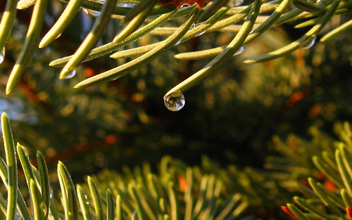 macro pine sunrise maryland dew cockeysville sooc