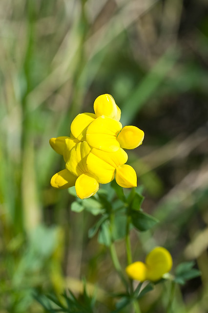 Yellow flowers * Жёлтые цветы -  PLEASE HELP TO IDENTIFY