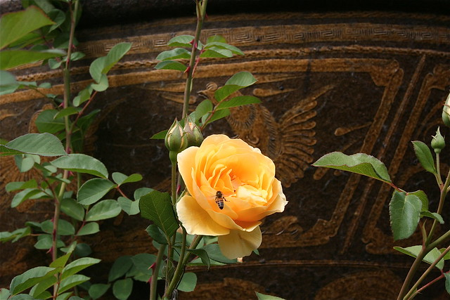 Small garden rose