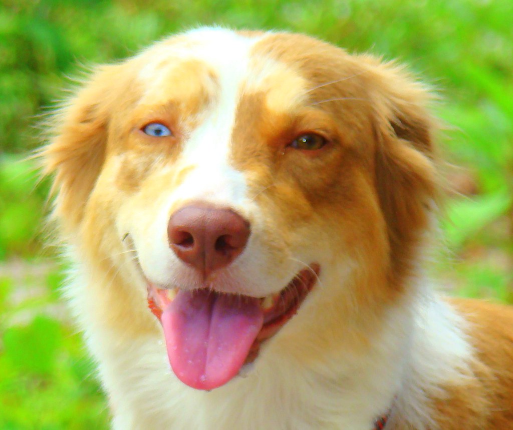 Unleash Happiness: 6 Good Dog Breeds To Brighten Your Life