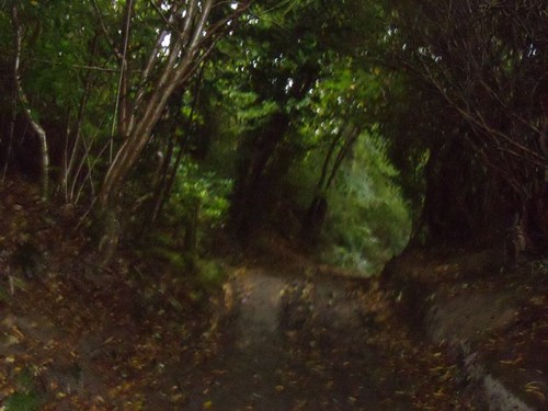 Woodland path. Woodland path. Balcombe Circular via Ardingley Reservoir (summer walk)