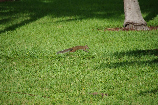 scoiattolo / miami squirrol