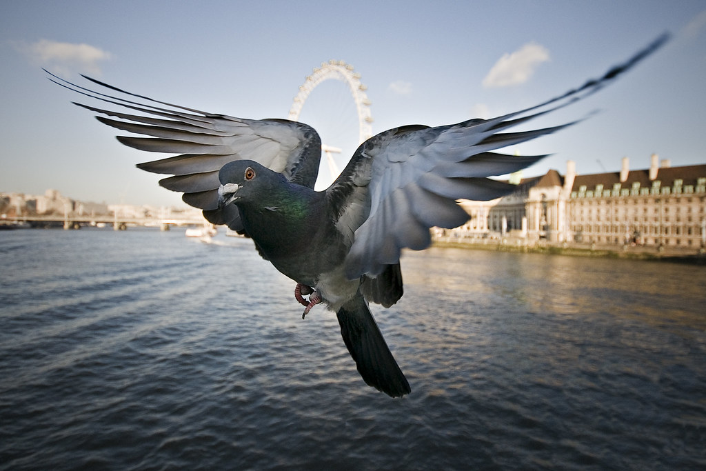 Pigeon by Jon Cartwright