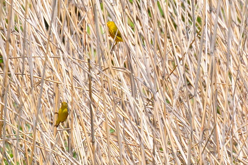 bird wildlife kansas yellowwarbler dendroicapetechia millcreekstreamwaypark