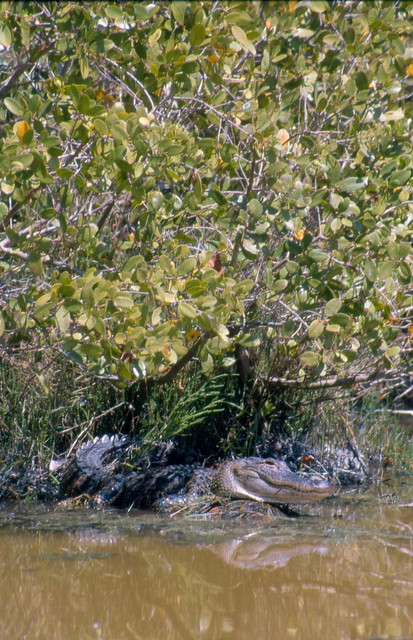 Alligator and white mangrove