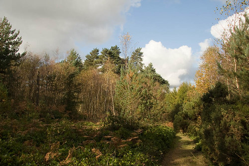 Woodlands near Leith Hill 