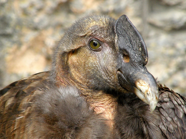 Vultur gryphus (Andean Condor / Andescondor)