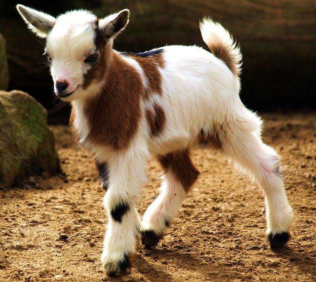 Baby-Goat im Jülicher Brückenkopfpark
