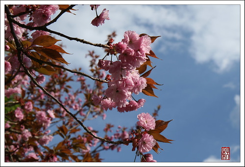 樱花 / Cherry Blossom / Kirschblüte
