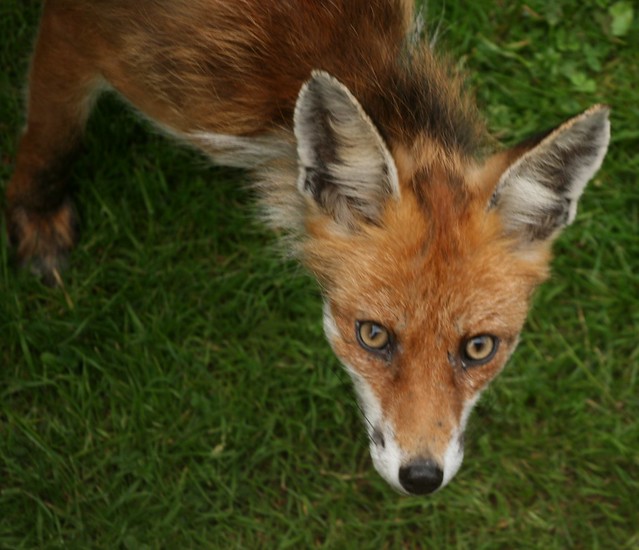 Fox in My Back Garden