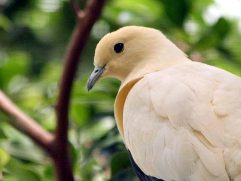 Pied Imperial-pigeon
