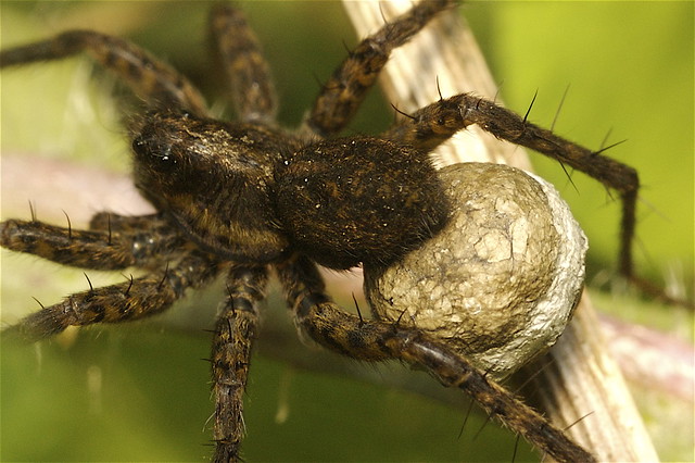 Wolf spider female with egg sac