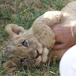 Playing with a cub