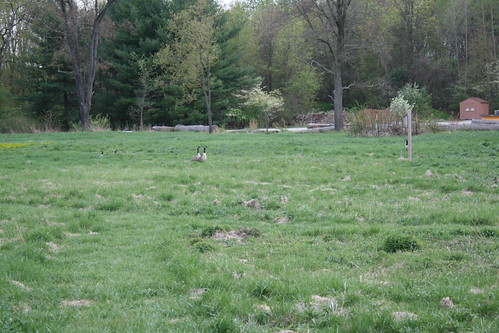 IMG_2492 by Loadhan, park forest woods 2008 sippolake