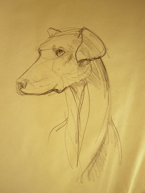 sketch of dog