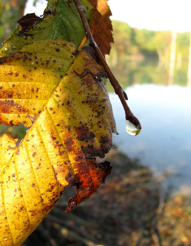 statepark autumn fall nature leaf indiana dewdrop lakesummit henrycounty 47361