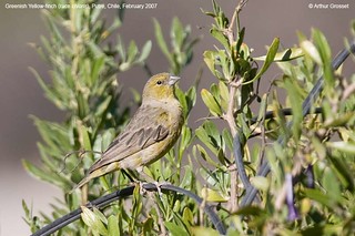 Sicalis olivascens - Greenish Yellow-finch | by arthurgrosset