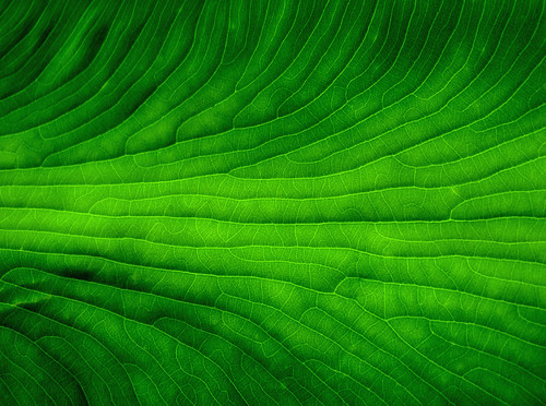 verde green groen vert grün zielony stevecavrich stephenscavrich grønn gräsplan zöld estebancavrico stephencavrich