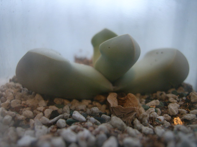 魔玉（Lapidaria margaretae）