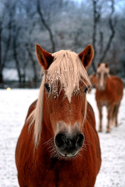 horse front face sm, ashleynjacobsen