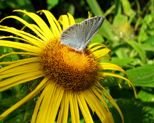 Basking grey butterfly 