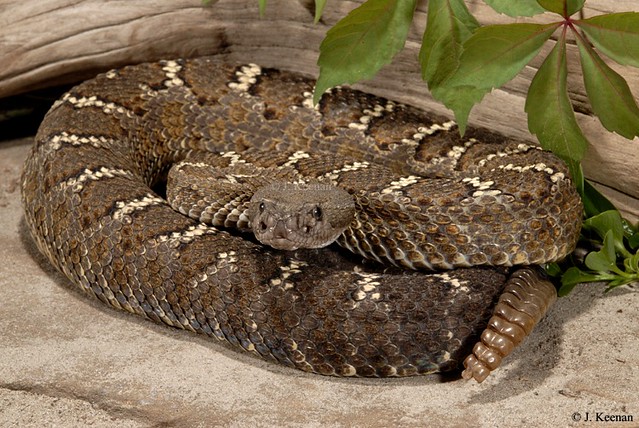 Arizona Black Rattlesnake - Crotalus cerberus