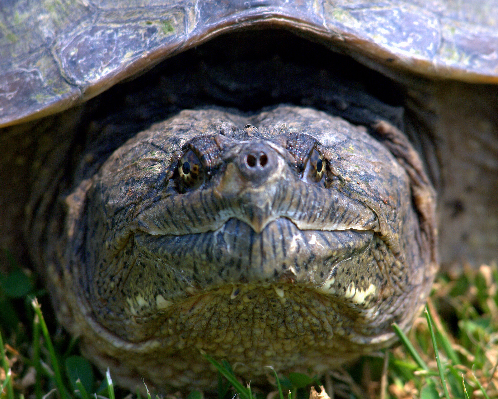 Chuck | Flickr
