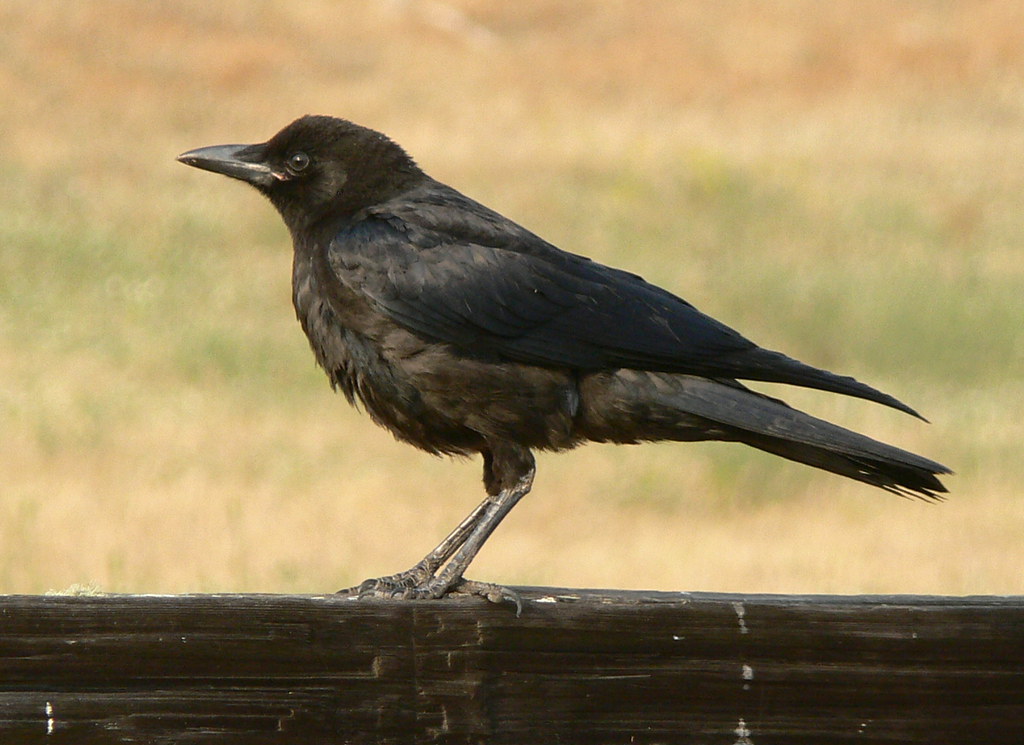American Crow by goingslo