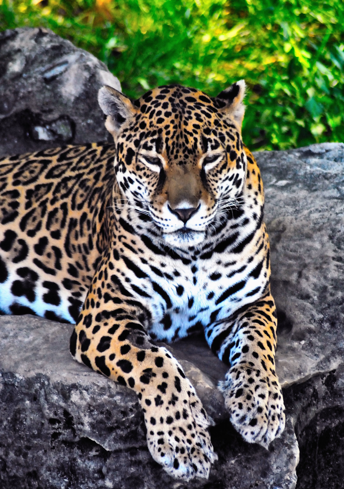 Animals | Flickr