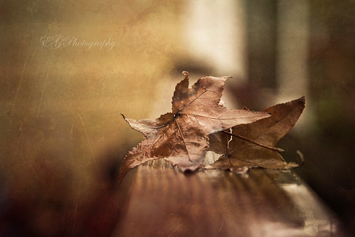 Fall is upon us by ~Ella
