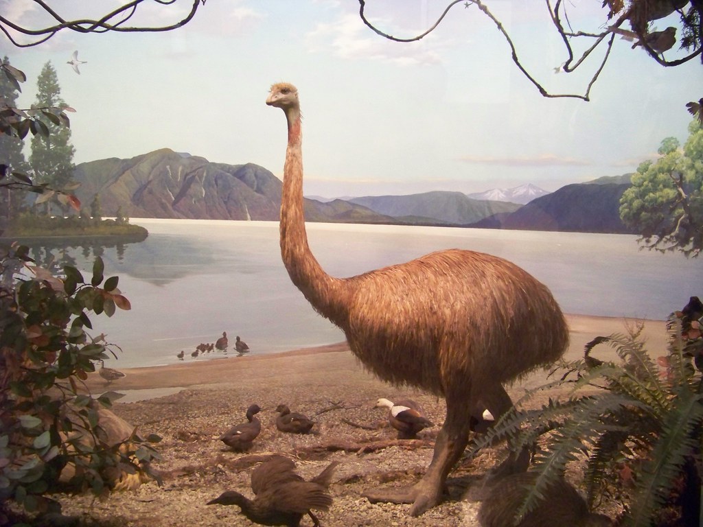 Moa The Moa was a large flightless bird which lived on New… Flickr