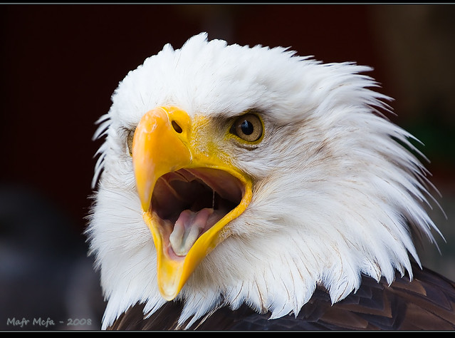 Aguila Americana