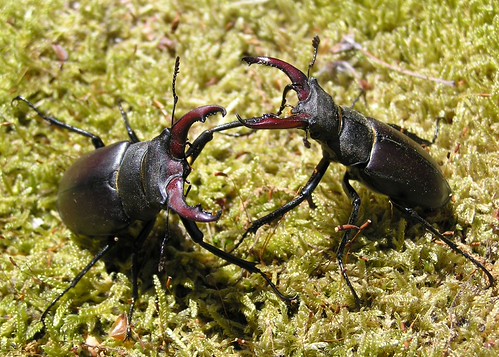 Lucanus cervus - Stag beetle - Lucane cerf-volant (♂) - 18… | Flickr