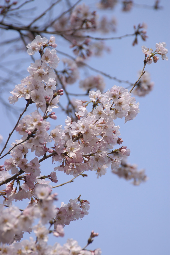 彼岸桜, Yoyogi Park | Yuichi Sakuraba | Flickr