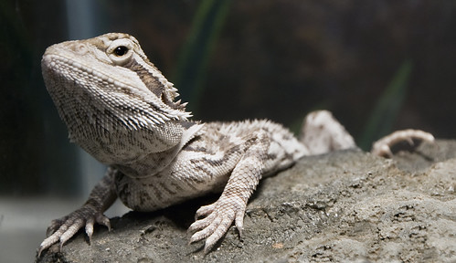 Bearded Dragon2 | by Darrell Lawrence ( darrelllawrence.com )
