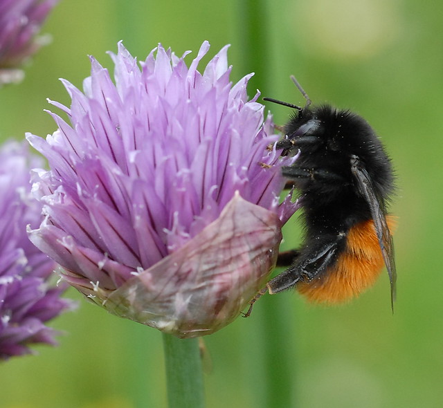 Humle på sibirgressløk / Bumblebee on Allium