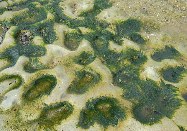 Green algae on rocky beach