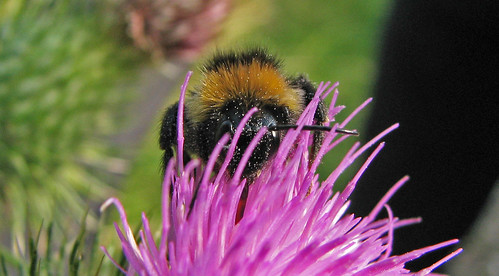Fairy dust bee This furry bumblebee - covered I assume in pollen - looks like it's had a sprinkling of fairy dust!