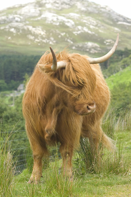 Highland Cow (2007-06-n3-4810-r)