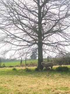 Sheep by tree Witney to Haslemere