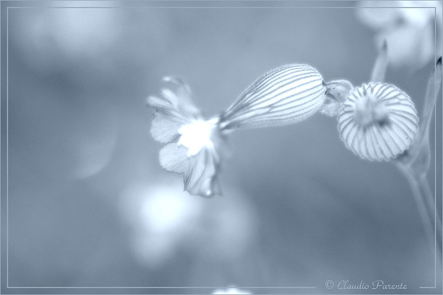 flower ghost - l'anima di cristallo