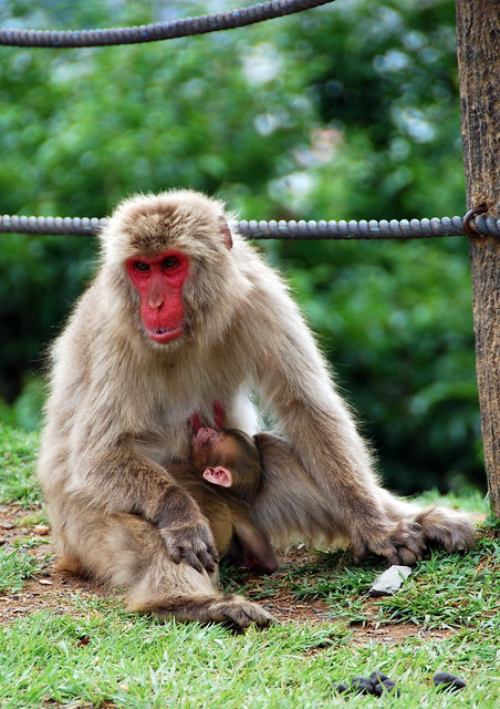 Nursing Monkey