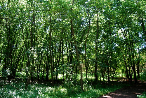 trees forest scenic farnsworthhouse